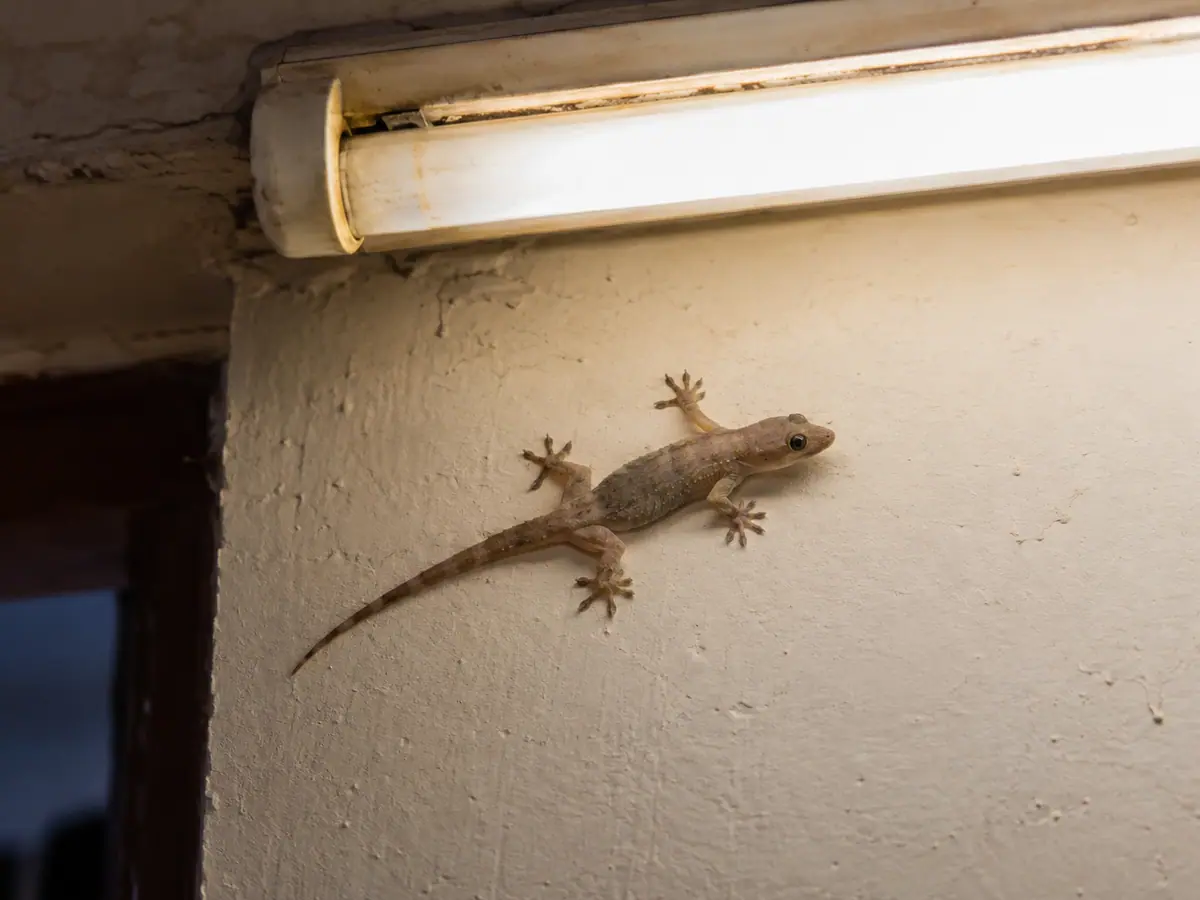 House gecko on a wall near a light